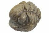 Wide, Enrolled Morocops Trilobite - Morocco #224112-1